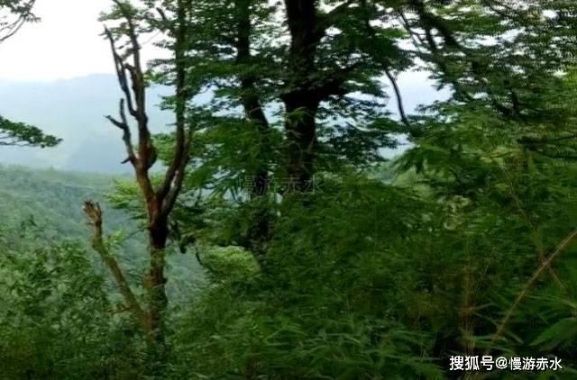 逗小猴开心系列206