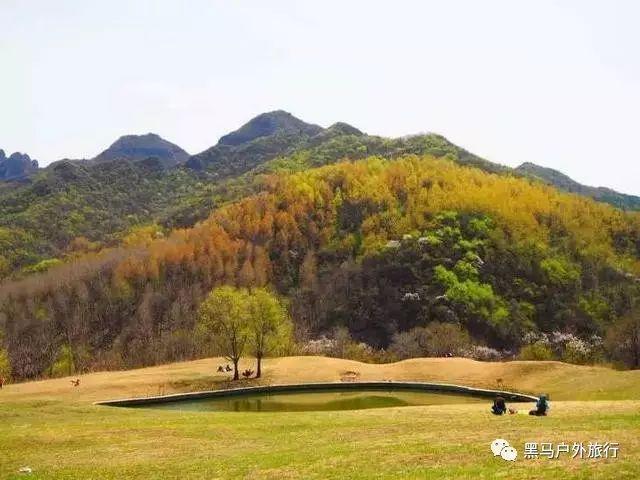 小猫钓鱼游戏龙王版有船